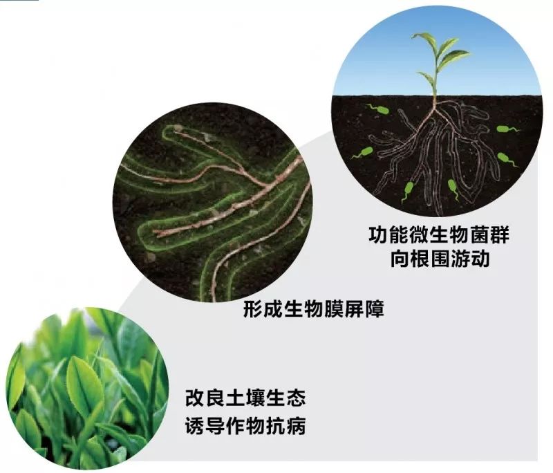 土壤微形态_百科