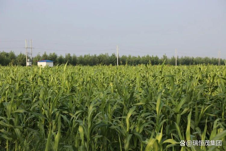芦竹经济 "双引擎":激活土壤改良修复与生态价值转化新动能